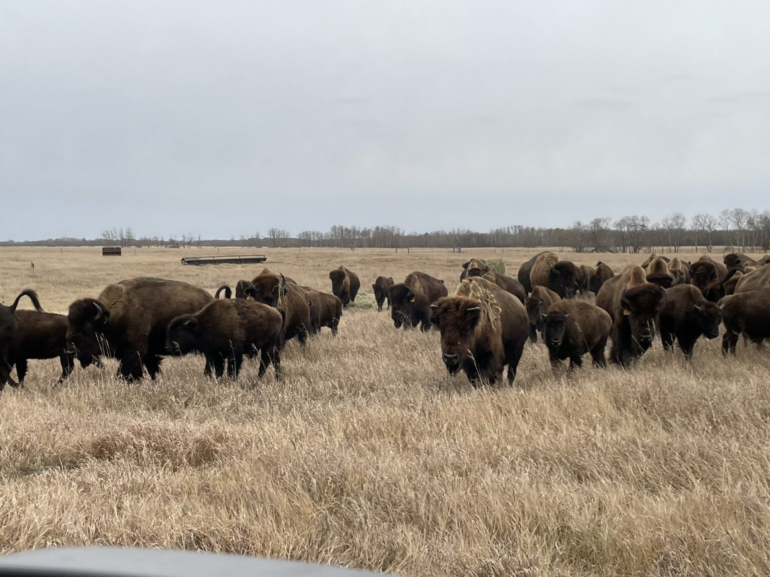 Bison Marketing Services