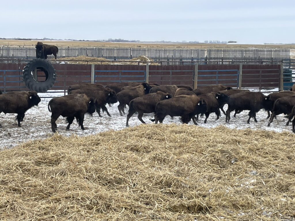 Bison Marketing Services