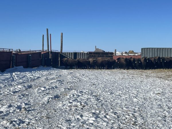 Lot #25 - Image 2
