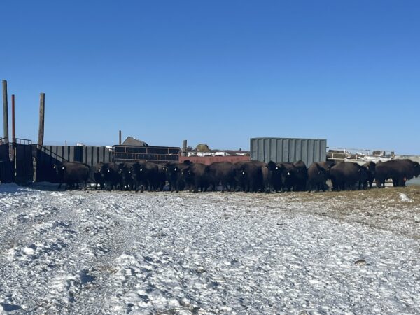 Lot #25 - Image 3