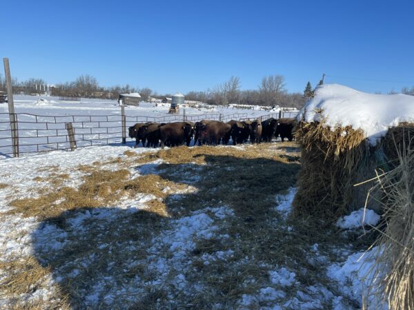 Lot #26 - Image 5