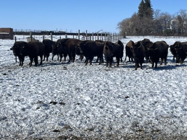 Lot #27 - Image 2