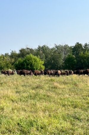 October 2025 Herd Dispersal