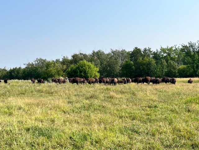 October 2025 Herd Dispersal
